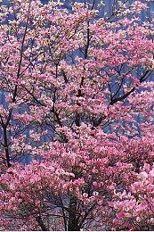 《战区》将不再添加更多地图 因为安装文件过大